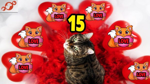 🐈 does your cat love you? top 15 signs your cat loves you more than anything!