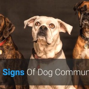 🐕 top 10 signs of dog communication dog body language explained!