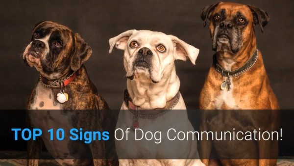 🐕 top 10 signs of dog communication dog body language explained!