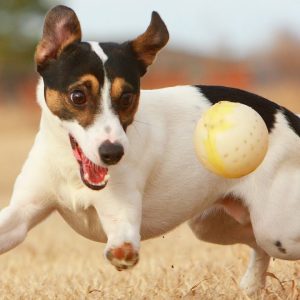 🐕 hyperactive dogs top 10 hyperactive dog breeds in the world!