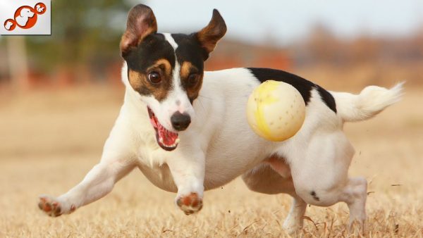 🐕 hyperactive dogs top 10 hyperactive dog breeds in the world!