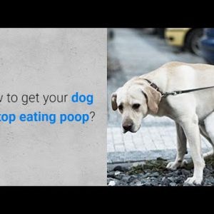 how to get your dog to stop eating poop? 3 things you should do