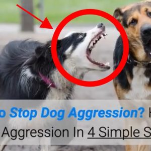 how to stop dog aggression? handle dog aggression in 4 simple steps