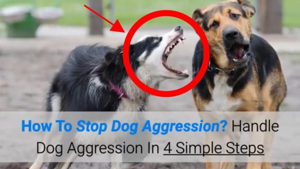 how to stop dog aggression? handle dog aggression in 4 simple steps