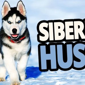 🐕 siberian husky dog 101 – all about the siberian husky dog breed! (review 2020)