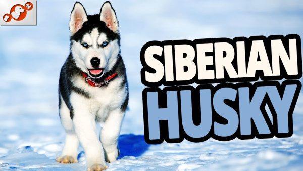 🐕 siberian husky dog 101 – all about the siberian husky dog breed! (review 2020)