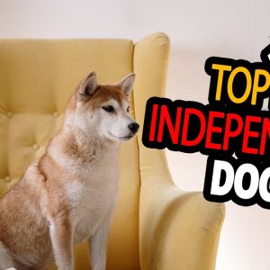 🐕 independent dogs – top 10 dog breeds you can leave alone at home