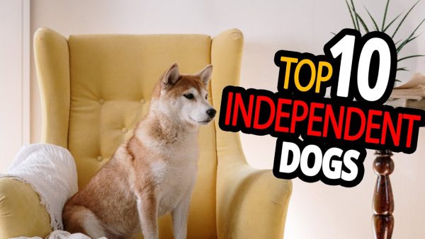 🐕 independent dogs – top 10 dog breeds you can leave alone at home