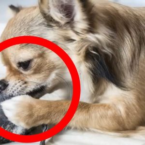 how to stop a dog from chewing with 5 easy techniques