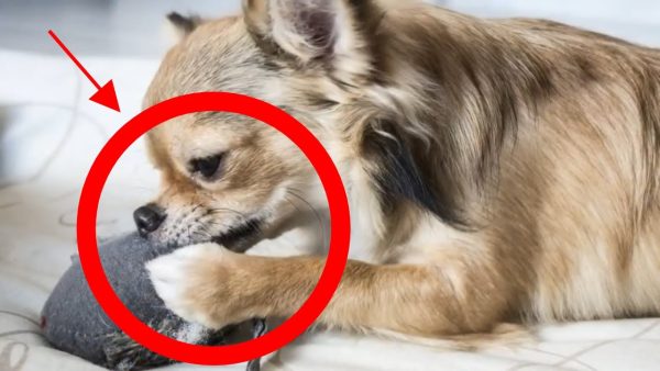 how to stop a dog from chewing with 5 easy techniques