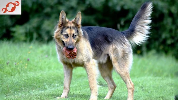 🐕 the science behind your dog's wagging tail understanding canine body language!