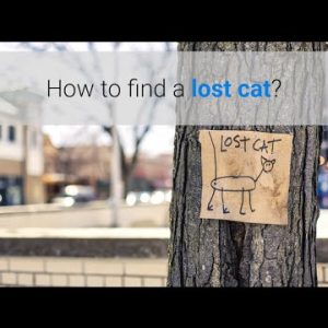 how to find a lost cat?