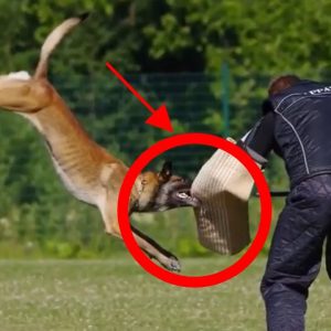 how to stop dog aggression towards people? 5 steps