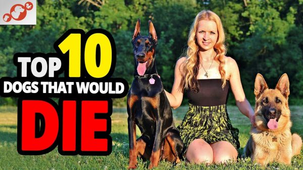 🐕 dogs ready to die for you – top 10 dog breeds willing to die for you!