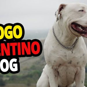 🐕 the dogo argentino – all about the dogo argentino dog breed!