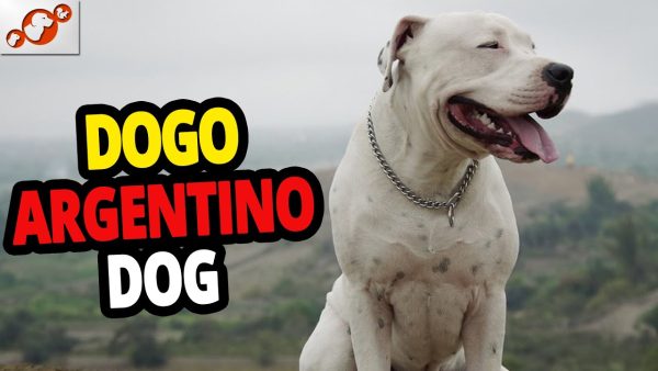 🐕 the dogo argentino – all about the dogo argentino dog breed!