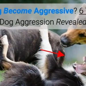 why dog become aggressive? 6 types of dog aggression revealed