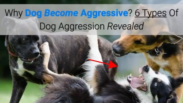 why dog become aggressive? 6 types of dog aggression revealed