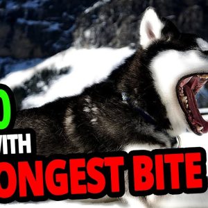 🐕 strongest dogs – top 20 dog breeds with the strongest bite in the world!