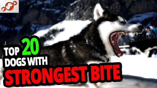 🐕 strongest dogs – top 20 dog breeds with the strongest bite in the world!