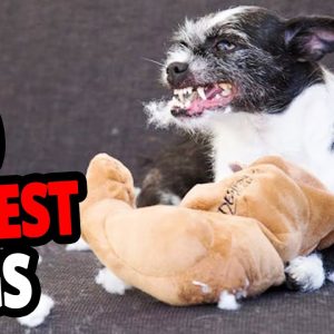 🐕 rudest dogs – top 10 rudest dog breeds in the world!