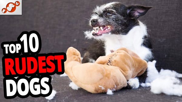 🐕 rudest dogs – top 10 rudest dog breeds in the world!