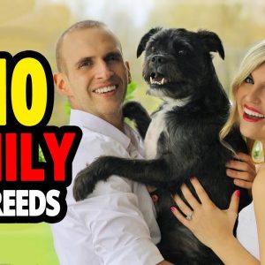 🐕 best dogs for families top 10 best family dog breeds in the world!