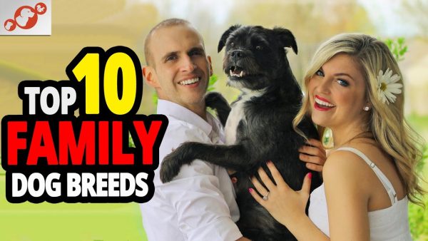 🐕 best dogs for families top 10 best family dog breeds in the world!