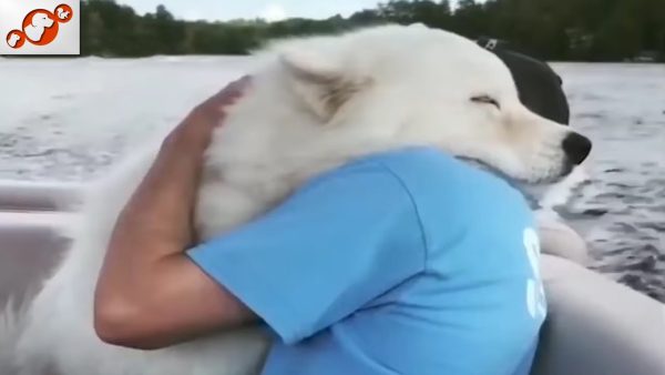 ❤️ dogs & animals say "i love you" human love videos part 1