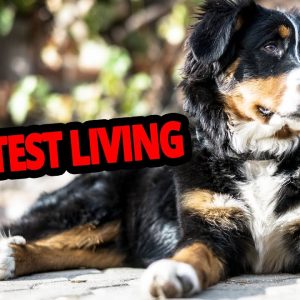 🐕 shortest living dogs – top 10 dog breeds with the shortest lifespan!