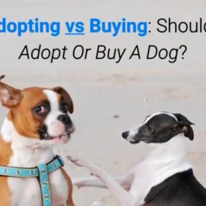 adopting vs buying: should i adopt or buy a dog?