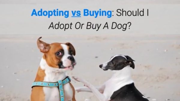 adopting vs buying: should i adopt or buy a dog?