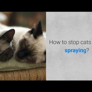 how to stop cats from spraying? 6 solutions