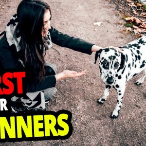 🐕 worst dogs for beginners top 10 worst dog breeds for first time owners!