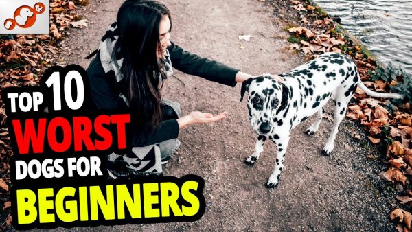 🐕 worst dogs for beginners top 10 worst dog breeds for first time owners!