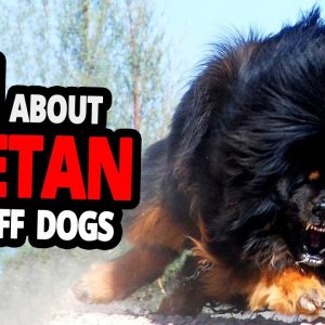 🐕 the tibetan mastiff all about the tibetan mastiff dog breed!