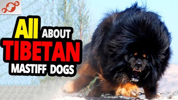 🐕 the tibetan mastiff all about the tibetan mastiff dog breed!