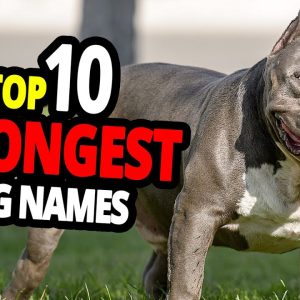 🐕 top 10 strongest dog names for male and female dogs!