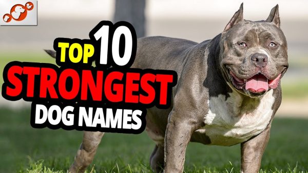 🐕 top 10 strongest dog names for male and female dogs!