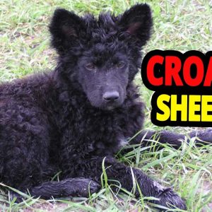 🐕 the croatian sheepdog dog all about croatian sheepdog dogs!