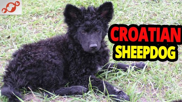 🐕 the croatian sheepdog dog all about croatian sheepdog dogs!