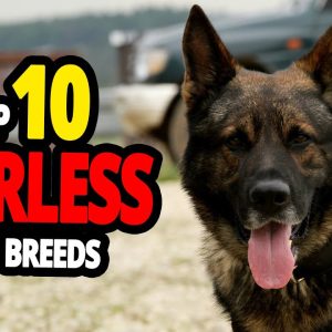 🐕 fearless dogs top 10 dog breeds not afraid of anyone!