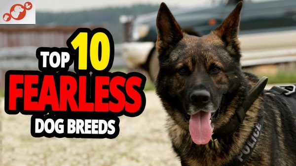 🐕 fearless dogs top 10 dog breeds not afraid of anyone!