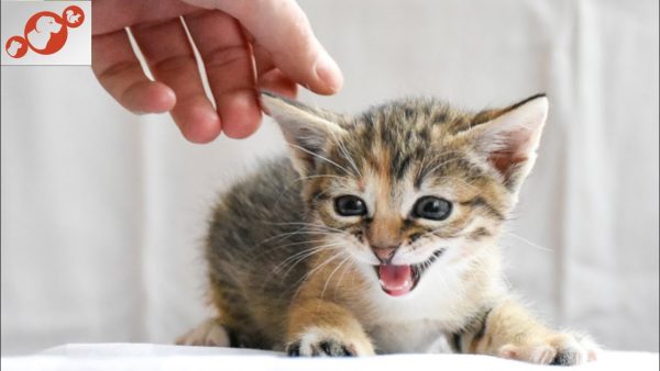 🐈 if you're doing this to your cat stop now top 10 things you should never do to your cat!