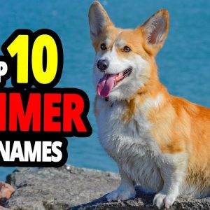 🐕 summer dog names top 10 summer dog names for males & females!