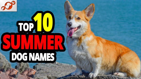 🐕 summer dog names top 10 summer dog names for males & females!