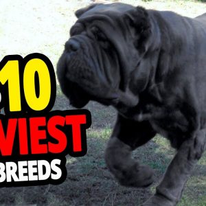 🐕 heaviest dogs top 10 heaviest dog breeds in the world!