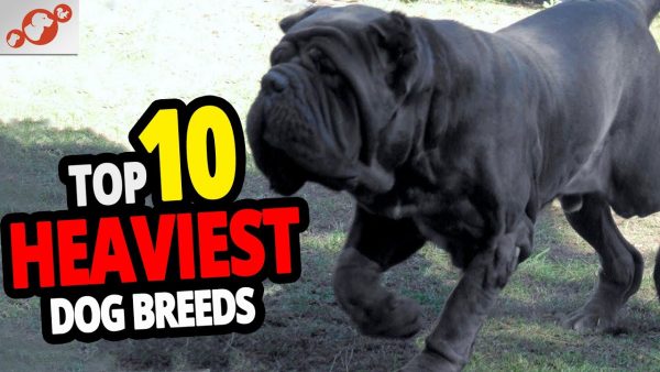 🐕 heaviest dogs top 10 heaviest dog breeds in the world!