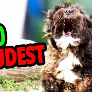 🐕 loudest dogs – top 10 dog breeds with the loudest bark in the world!