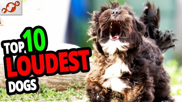 🐕 loudest dogs – top 10 dog breeds with the loudest bark in the world!